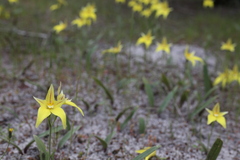 Caladenia flava flava