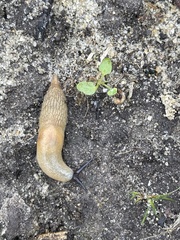 Krynickillus melanocephalus