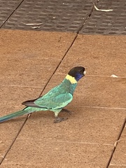 Barnardius zonarius
