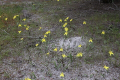 Caladenia flava flava