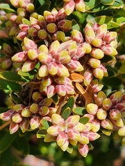 Acrothamnus suaveolens
