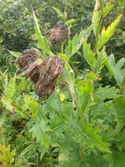 Cirsium kamtschaticum