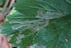 Stigmella pretiosa