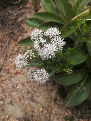 Agathosma