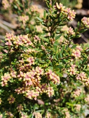 Acrothamnus suaveolens