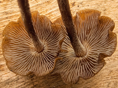 Psilocybe