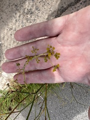 Foeniculum vulgare