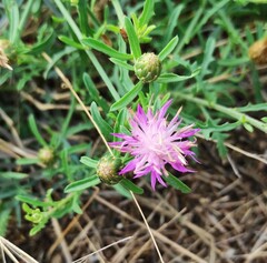 Centaurea aspera