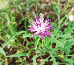 Centaurea aspera