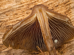 Psilocybe