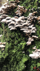 Schizophyllum commune
