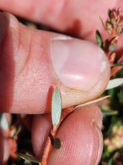 Acrothamnus suaveolens