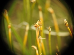 Trichophorum cespitosum