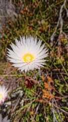 Edmondia