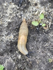 Krynickillus melanocephalus