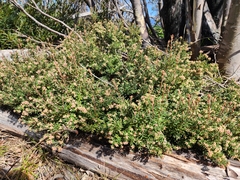 Acrothamnus suaveolens