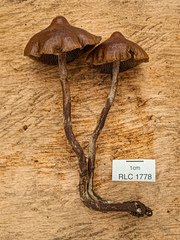 Psilocybe