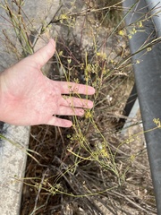 Foeniculum vulgare