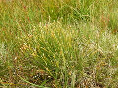 Trichophorum cespitosum