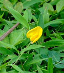 Arachis