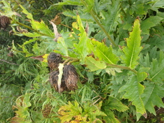 Cirsium kamtschaticum