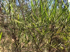 Dodonaea stenophylla