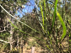 Dodonaea stenophylla