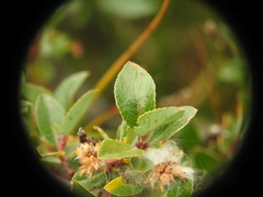 Salix foetida