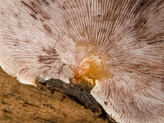 Deconica