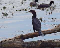 Microcarbo pygmaeus