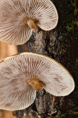 Deconica