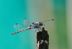 Potamarcha congener
