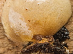 Deconica