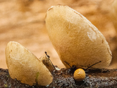 Deconica