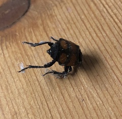 Nicrophorus vespilloides