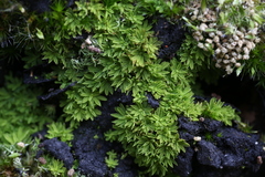 Calymperastrum latifolium