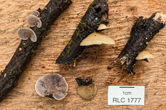 Deconica