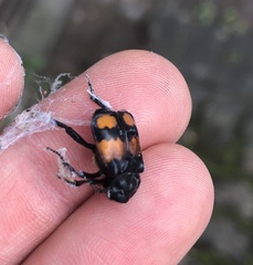 Nicrophorus vespilloides