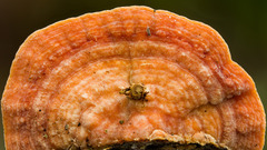 Rigidoporus