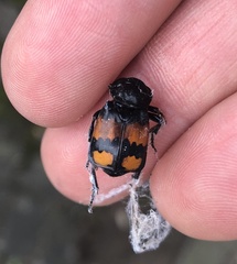 Nicrophorus vespilloides
