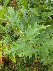 Cirsium kamtschaticum