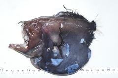 Caulophryne polynema