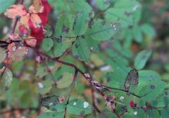 Stigmella anomalella