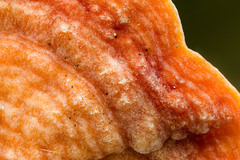 Rigidoporus