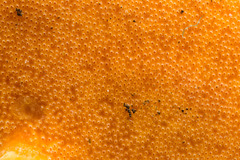 Rigidoporus