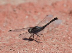 Bradinopyga geminata