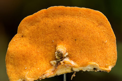 Rigidoporus