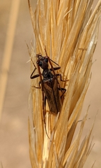 Vesperus fuentei
