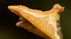 Rigidoporus