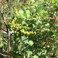 Chenopodium oahuense